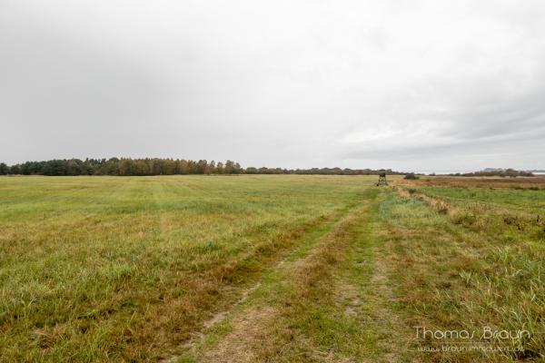 Eine landwirtschaftliche Nutzfläche auf einer Ostseeinsel.